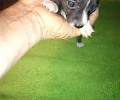 Small Chihuahua puppies