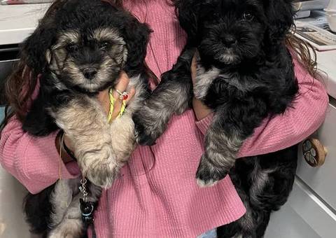 4 Havachon puppies for sale