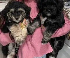 4 Havachon puppies for sale