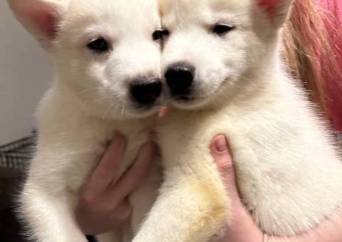 Purebred White Siberian Husky puppies
