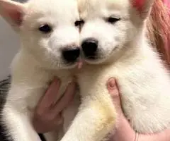 Purebred White Siberian Husky puppies - 1