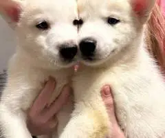 Purebred White Siberian Husky puppies - 2