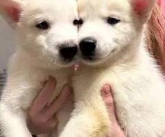 Purebred White Siberian Husky puppies