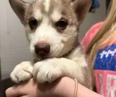 Purebred White Siberian Husky puppies