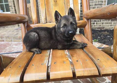 DDR Czech GSD puppies for sale