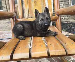 DDR Czech GSD puppies for sale