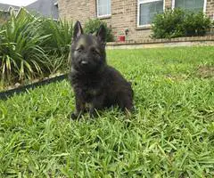 DDR Czech GSD puppies for sale - 2