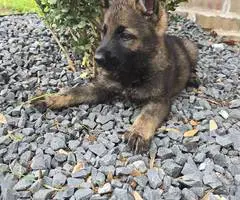 DDR Czech GSD puppies for sale - 3