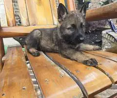 DDR Czech GSD puppies for sale - 4