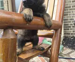 DDR Czech GSD puppies for sale