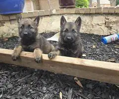 DDR Czech GSD puppies for sale - 6