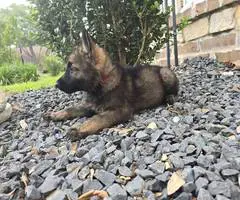 DDR Czech GSD puppies for sale - 7