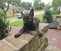 DDR Czech GSD puppies for sale
