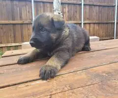 DDR Czech GSD puppies for sale - 10