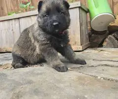 DDR Czech GSD puppies for sale