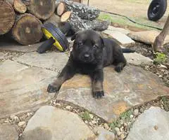 DDR Czech GSD puppies for sale - 12