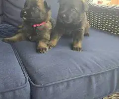 DDR Czech GSD puppies for sale - 13