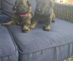 DDR Czech GSD puppies for sale