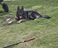 DDR Czech GSD puppies for sale
