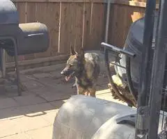 DDR Czech GSD puppies for sale