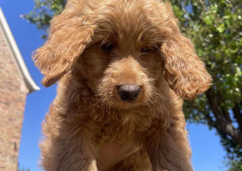 4 female Goldendoodles