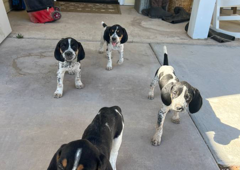 8 weeks old Bluetick/Walker Hound puppies