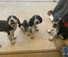 8 weeks old Bluetick/Walker Hound puppies - 2