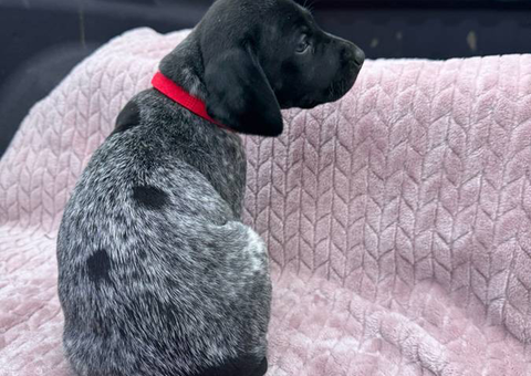 6 Purebred German Shorthaired Pointer Puppies for Sale
