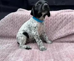 6 Purebred German Shorthaired Pointer Puppies for Sale - 2
