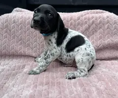 6 Purebred German Shorthaired Pointer Puppies for Sale - 3