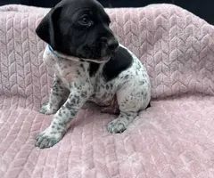 6 Purebred German Shorthaired Pointer Puppies for Sale - 9