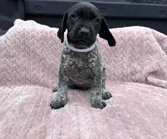 6 Purebred German Shorthaired Pointer Puppies for Sale - 10