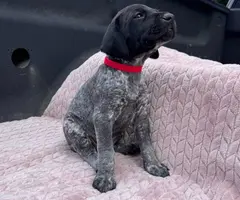 6 Purebred German Shorthaired Pointer Puppies for Sale - 11