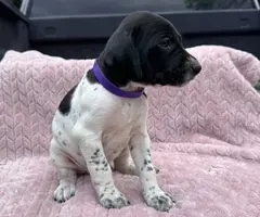 6 Purebred German Shorthaired Pointer Puppies for Sale - 12