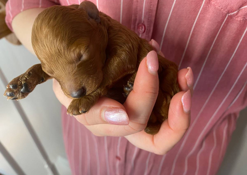 5 mini poodle puppies for sale
