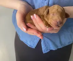 5 mini poodle puppies for sale