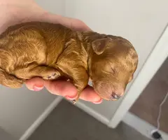 5 mini poodle puppies for sale