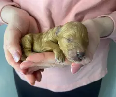 5 mini poodle puppies for sale