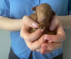 5 mini poodle puppies for sale