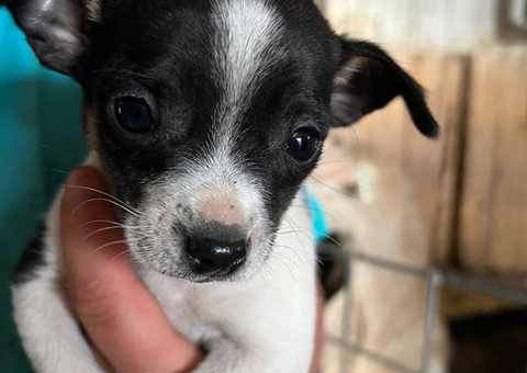 Beautiful Chihuahua terrier mix puppies