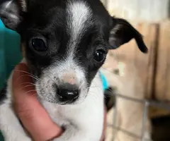 Beautiful Chihuahua terrier mix puppies