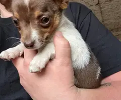 Beautiful Chihuahua terrier mix puppies