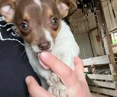 Beautiful Chihuahua terrier mix puppies - 5
