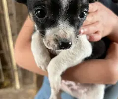 Beautiful Chihuahua terrier mix puppies - 6