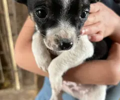 Beautiful Chihuahua terrier mix puppies