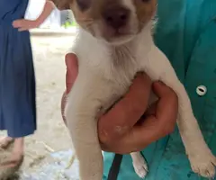Beautiful Chihuahua terrier mix puppies