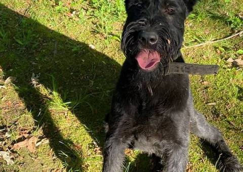 8 months old giant schnauzer for sale