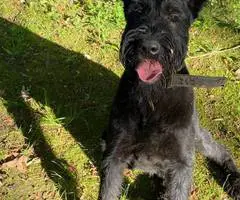 8 months old giant schnauzer for sale - 1