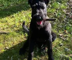 8 months old giant schnauzer for sale