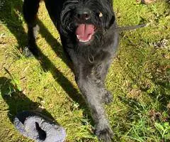 8 months old giant schnauzer for sale - 3